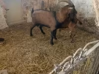 Billy Goat, Alpine goat — photo 1