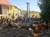 Chickens — foto 2