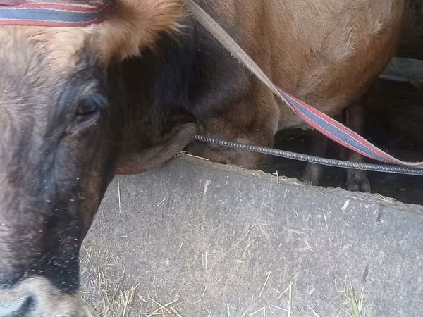 Vaca, Raza Alatau