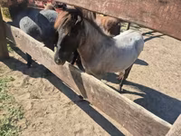 母马, Shetland Pony — 照片 5