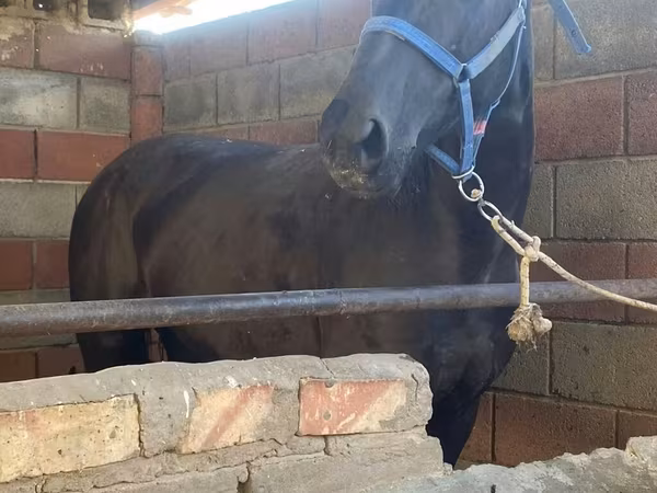 فرس, الخيول