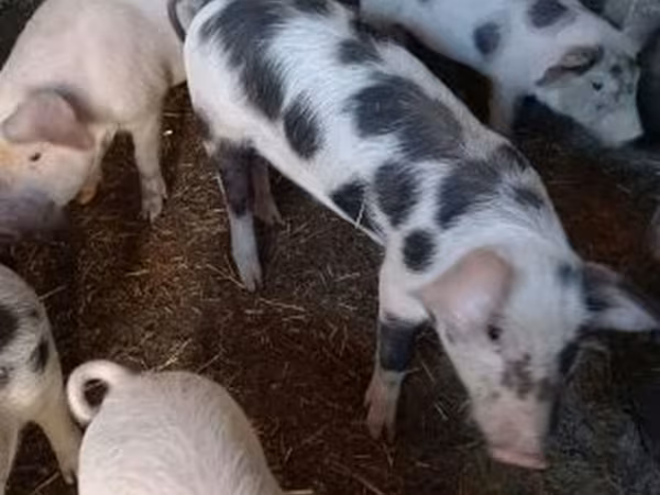 Pigs (batch, sex not specified), Pigs — Hungary