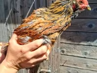 Chickens — Foto 1