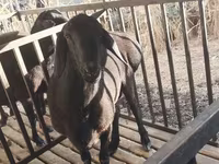 Qoç, Aland sheep — foto 1