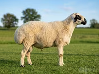 كبش, Beltex sheep — الصورة 1