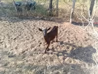 母山羊, Goats — 照片 4