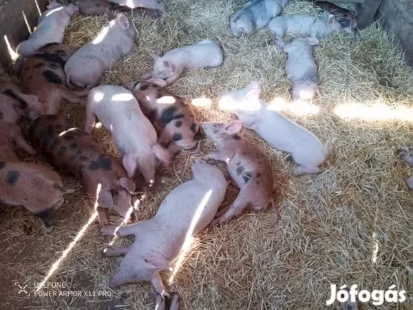 Pigs (batch, sex not specified),  — Hungary
