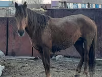 Yegua, Horse breed — foto 5