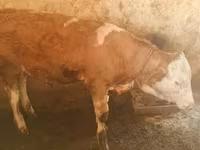 Bulle, Simmental cattle — Foto 4