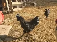 Ayam Cemani — 1. fotó