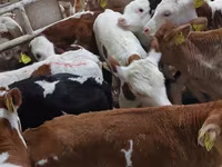 公牛, Simmental cattle — 照片 1