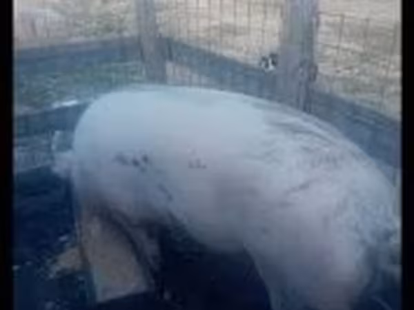 Säue, Schweine — Ungarn