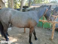 Caballo, Caballos — foto 6