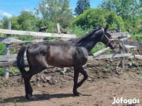 Hengst, Hungarian horse breed — Foto 7