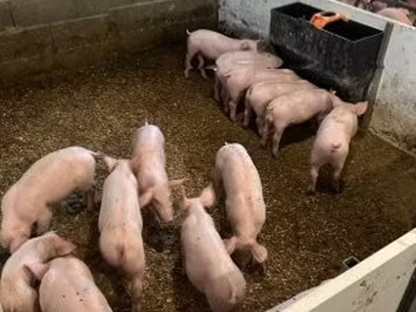 Kanec,  — Maďarsko