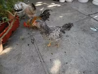 Yapon Bantam — foto 2