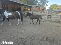حصان, Welsh Cob — الصورة 4
