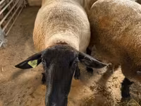Sheep, White Suffolk sheep — photo 5