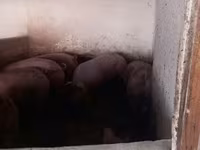 Disznók (tétel, nem megadva), Sertések — 4. fotó