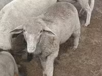 Kos, Merino sheep — 1. fotó