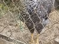 Chickens — foto 7