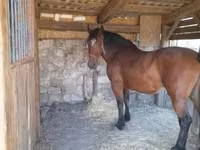 فرس, Međimurje horse — الصورة 3
