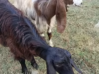 عنزة, Damask goat — الصورة 3