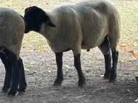 Kos, White Suffolk sheep — 3. fotó