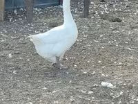 Geese — zdjęcie 5