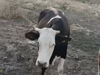 بقرة, البنية اللاتفية — الصورة 2