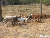 Kos, Cameroon sheep — 5. fotó