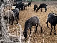 Schaf, Racka sheep — Foto 6