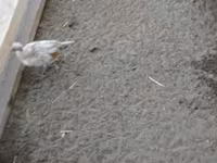 丹麦母鸡 — 照片 4