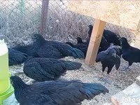 Ayam Cemani — 2. fotó