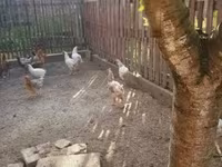 Chickens — zdjęcie 2