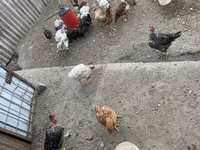 Chickens — photo 2