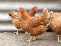 Chickens — photo 7