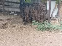 Goat, Goats — photo 3