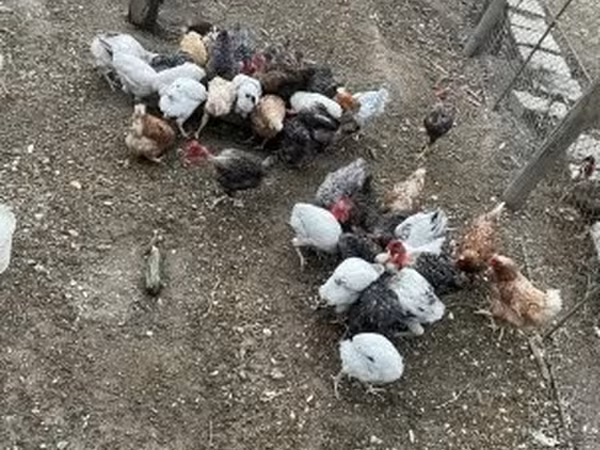Chickens — Magyarország