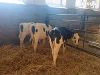 Bulle, Holstein-Rasse — Foto 5