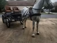 حصان, Lipizzaner — الصورة 4