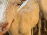 Goat, Saanen goat — photo 6