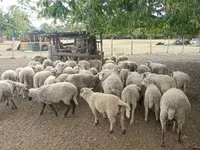Ram, Sheep — photo 3