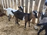 公山羊, Goats — 照片 4