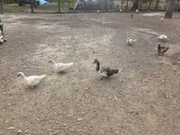 Ducks — foto 3