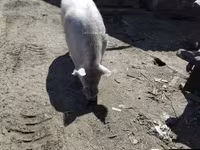 नर सूअर — फ़ोटो 1