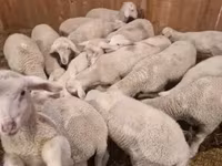 मेढ़ा, Merinoland sheep — फ़ोटो 1