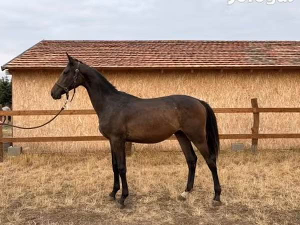 Hing, Hungarian horse breed — Magyarország