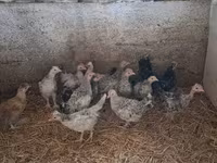 Bantam japonesa — foto 4