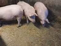 Boar, Крупная белая — photo 6